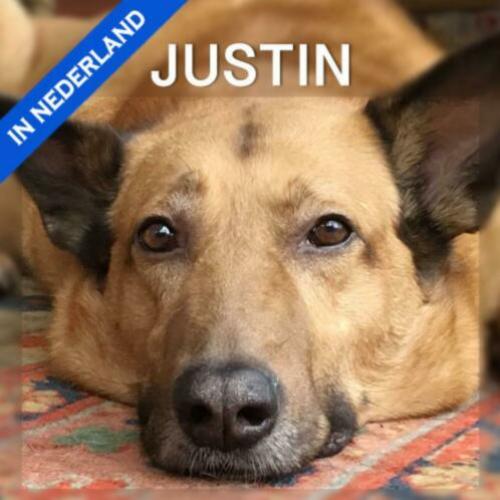 MyM Justin! Fantastische herder op leeftijd. Reeds in NL
