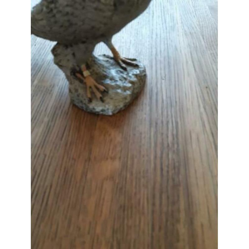 Beeld van een duifje
