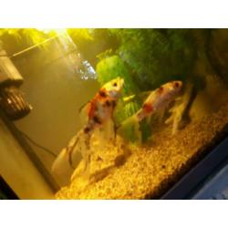 Te koop een vissenaquarium met 2 sluierstaarten