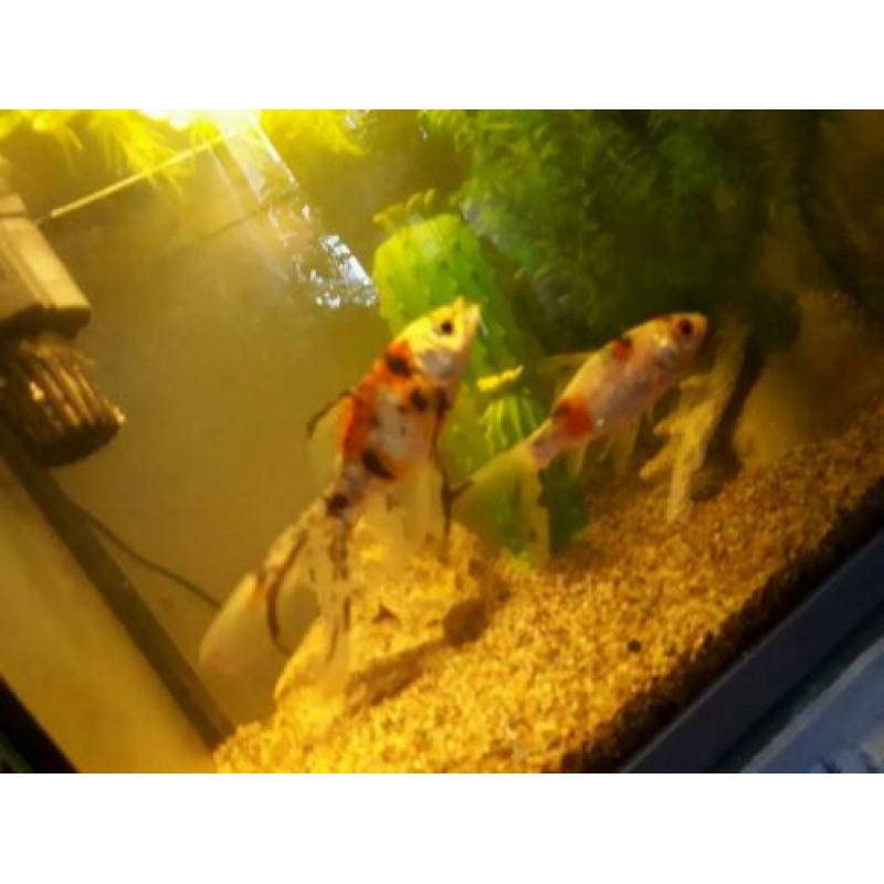 Te koop een vissenaquarium met 2 sluierstaarten