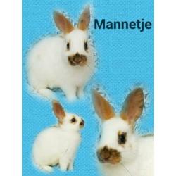Te koop : lieve jonge dwerg konijntjes !!!