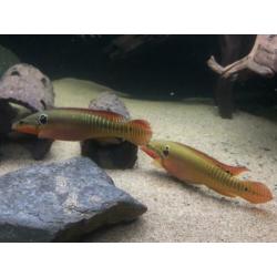 Crenicichla zebrina koppel gar cichla Amerikaanse cichliden