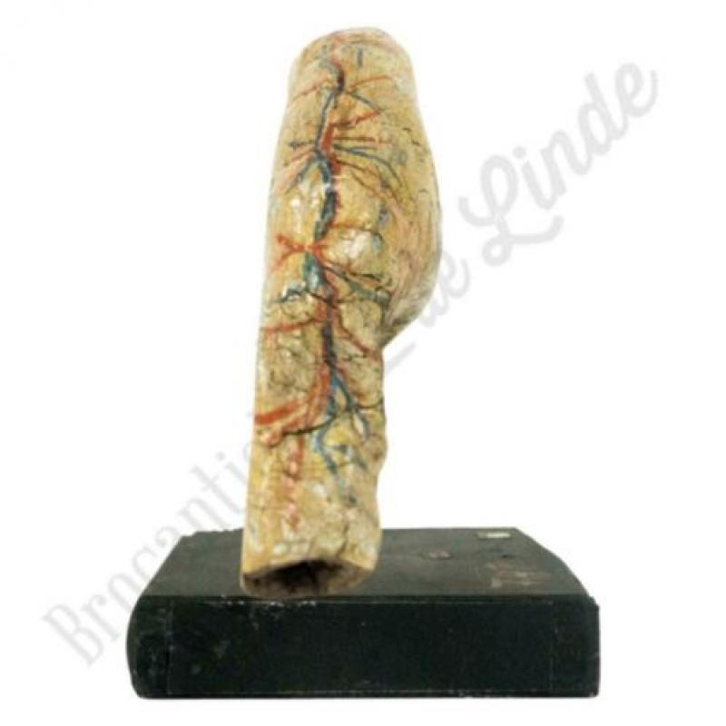 Unieke oude vintage Anatomisch model maag No.2