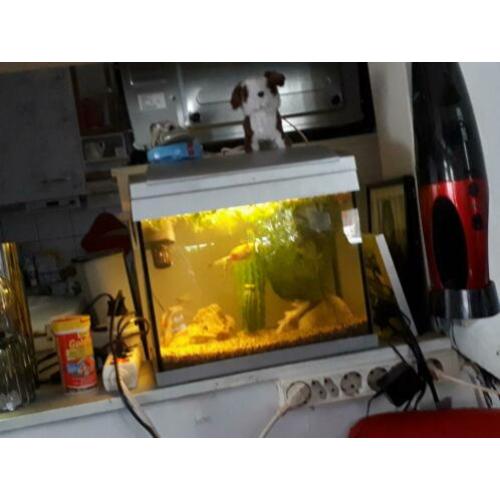 Te koop een vissenaquarium met 2 sluierstaarten