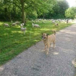 MyM Justin! Fantastische herder op leeftijd. Reeds in NL
