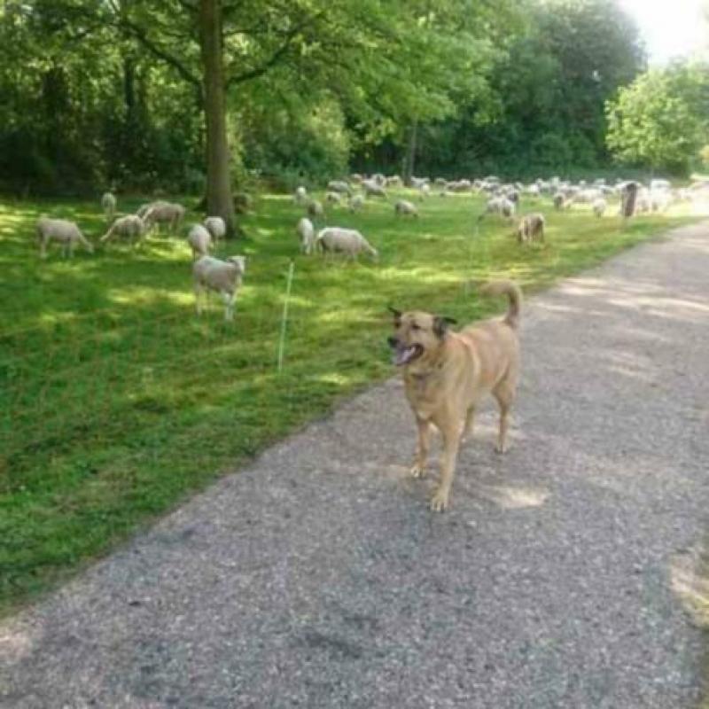 MyM Justin! Fantastische herder op leeftijd. Reeds in NL