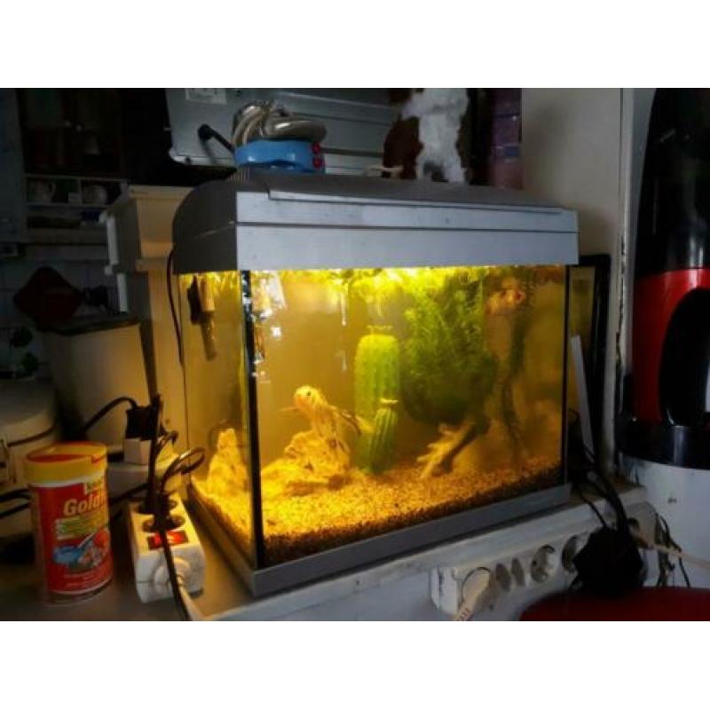 Te koop een vissenaquarium met 2 sluierstaarten
