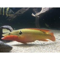 Crenicichla zebrina koppel gar cichla Amerikaanse cichliden