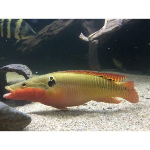 Crenicichla zebrina koppel gar cichla Amerikaanse cichliden