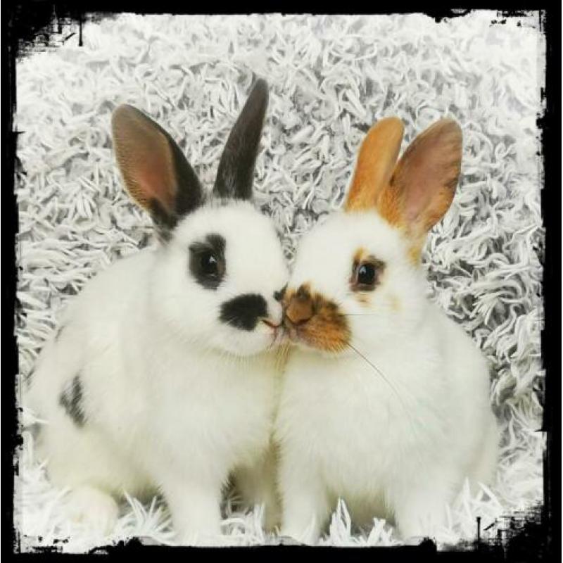 Te koop : lieve jonge dwerg konijntjes !!!