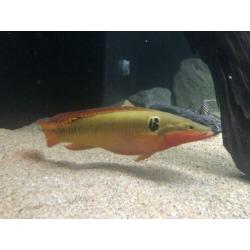 Crenicichla zebrina koppel gar cichla Amerikaanse cichliden
