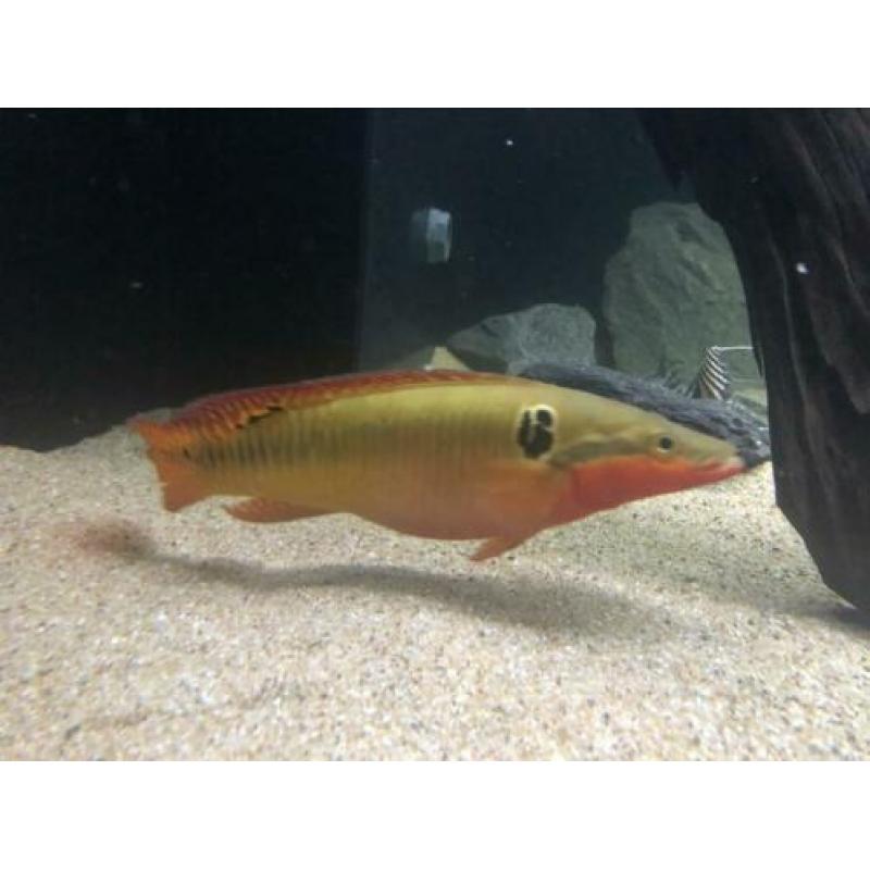 Crenicichla zebrina koppel gar cichla Amerikaanse cichliden