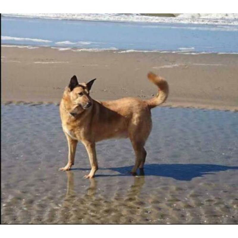 MyM Justin! Fantastische herder op leeftijd. Reeds in NL