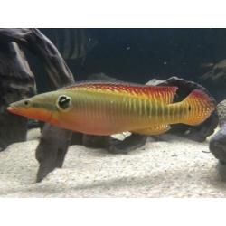 Crenicichla zebrina koppel gar cichla Amerikaanse cichliden