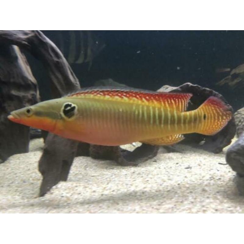 Crenicichla zebrina koppel gar cichla Amerikaanse cichliden