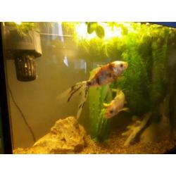 Te koop een vissenaquarium met 2 sluierstaarten
