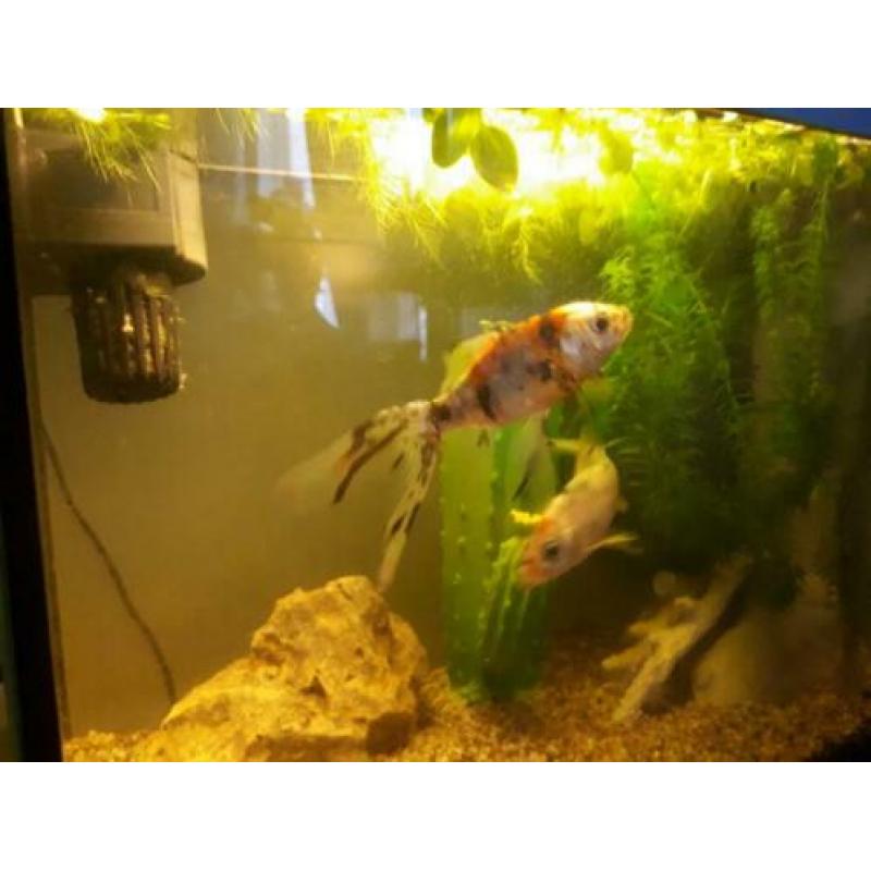 Te koop een vissenaquarium met 2 sluierstaarten