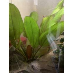 Superfish Aquarium 40 Liter