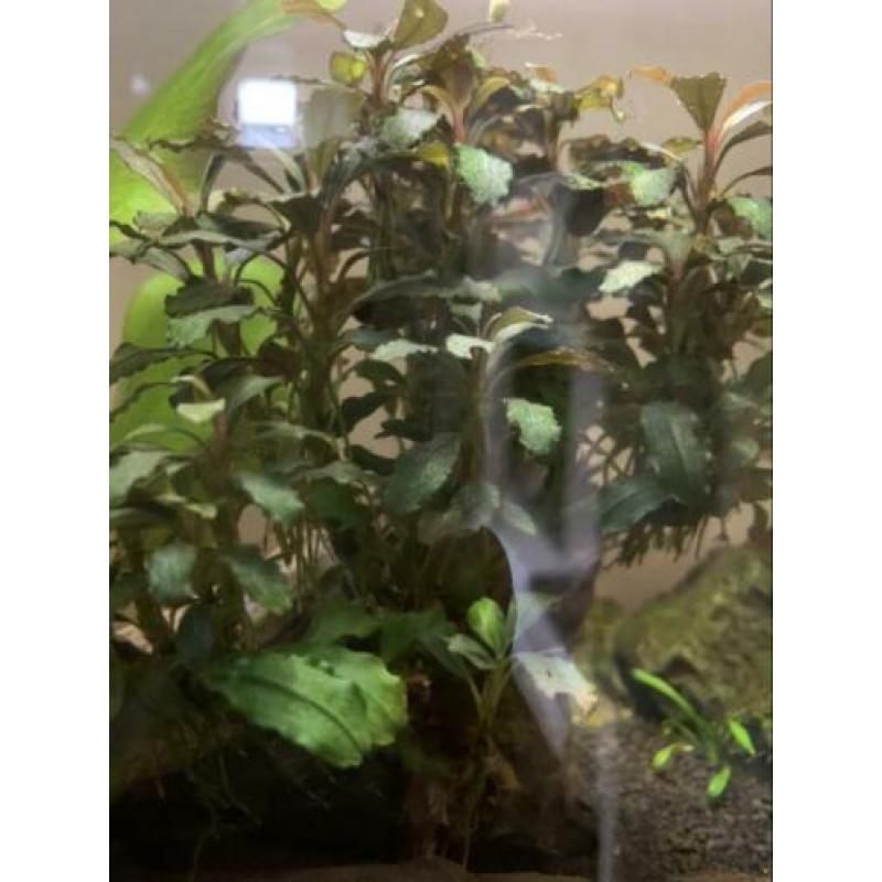 Superfish Aquarium 40 Liter