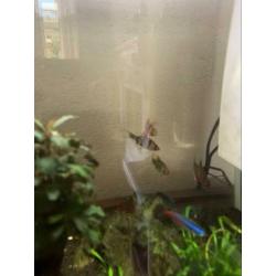 Superfish Aquarium 40 Liter