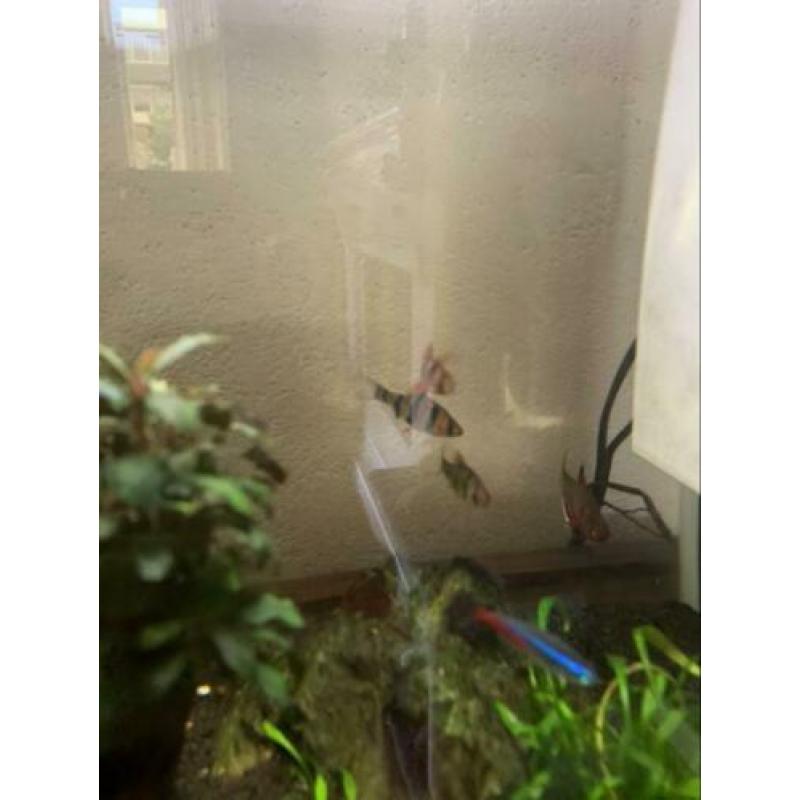 Superfish Aquarium 40 Liter