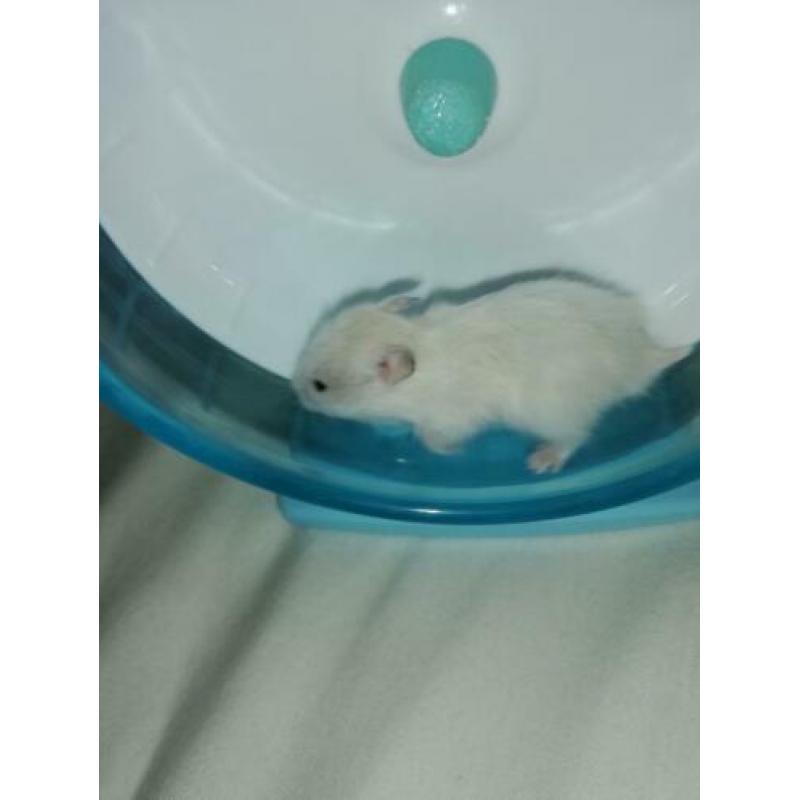 Lieve jonge goudhamsters