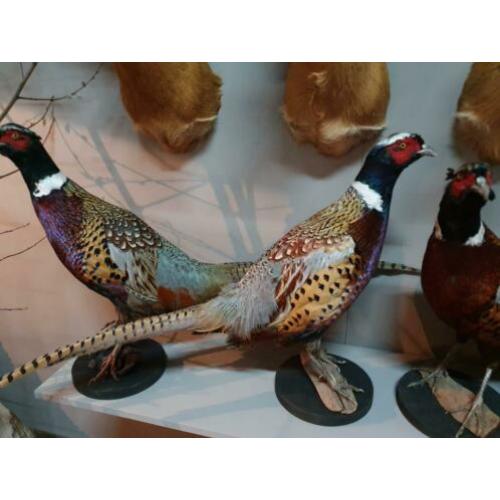 Opgezette fazant.nieuw.diverse op voorraad.opgezet vogel.
