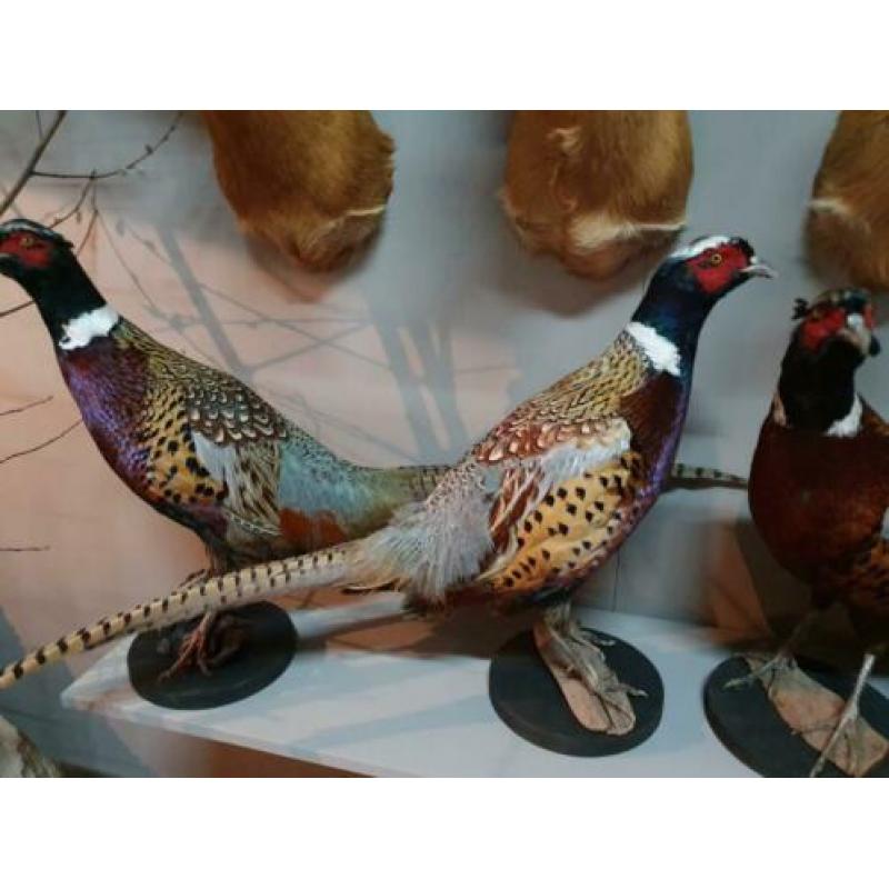 Opgezette fazant.nieuw.diverse op voorraad.opgezet vogel.