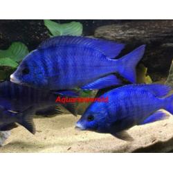 Malawi cichliden Placidochromis Phenochilus white lips mdoka