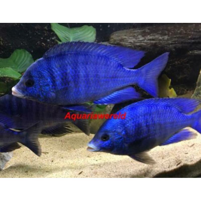 Malawi cichliden Placidochromis Phenochilus white lips mdoka