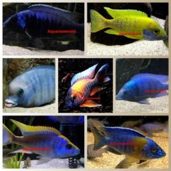 Malawi cichliden Placidochromis Phenochilus white lips mdoka