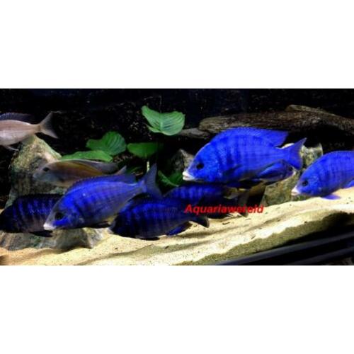 Malawi cichliden Placidochromis Phenochilus white lips mdoka