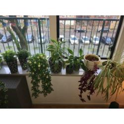 Diverse plantenpotten incl. planten voor een klein prijsje