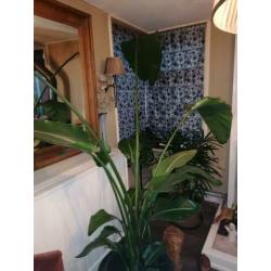 Strelitzia nicolai