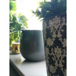 Diverse plantenpotten incl. planten voor een klein prijsje