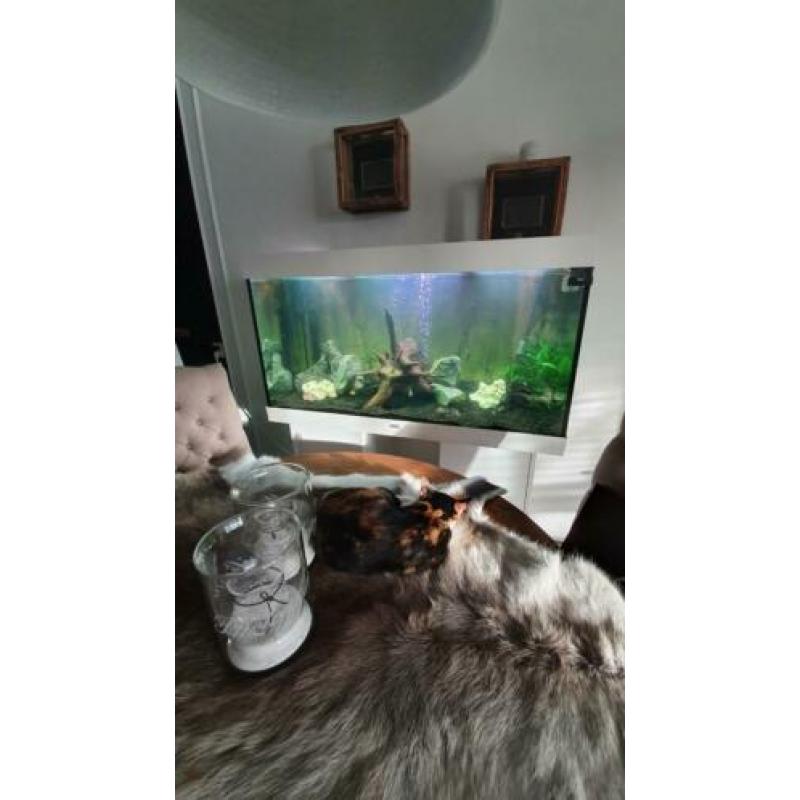 Aquarium juwel 350 liter