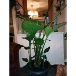 Strelitzia nicolai