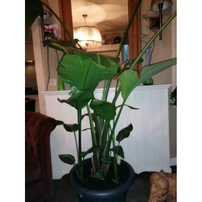 Strelitzia nicolai
