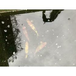 Japanse koi karpers