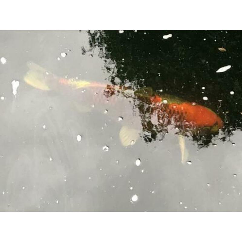 Japanse koi karpers