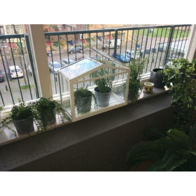 Diverse plantenpotten incl. planten voor een klein prijsje
