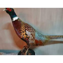 Opgezette fazant.nieuw.diverse op voorraad.opgezet vogel.