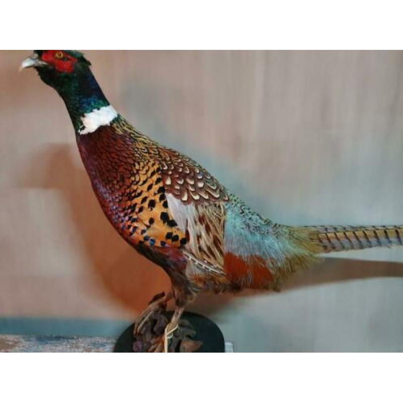 Opgezette fazant.nieuw.diverse op voorraad.opgezet vogel.