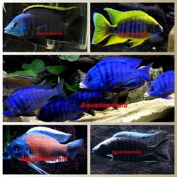 Malawi cichliden Placidochromis Phenochilus white lips mdoka
