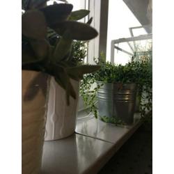 Diverse plantenpotten incl. planten voor een klein prijsje