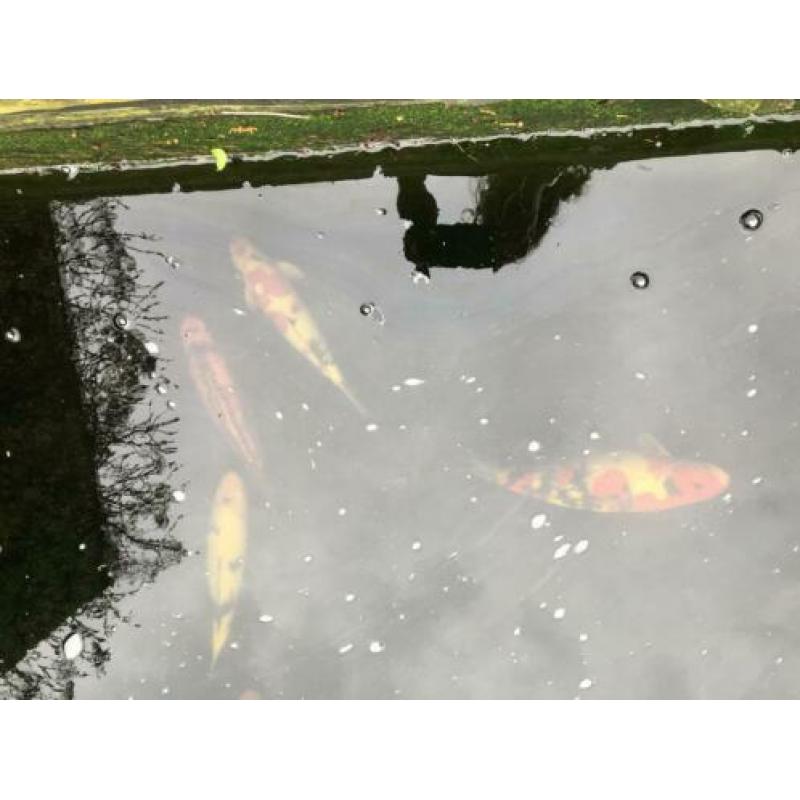 Japanse koi karpers