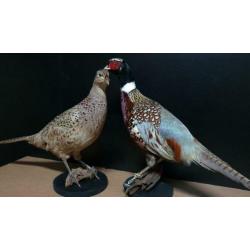 Opgezette fazant.nieuw.diverse op voorraad.opgezet vogel.