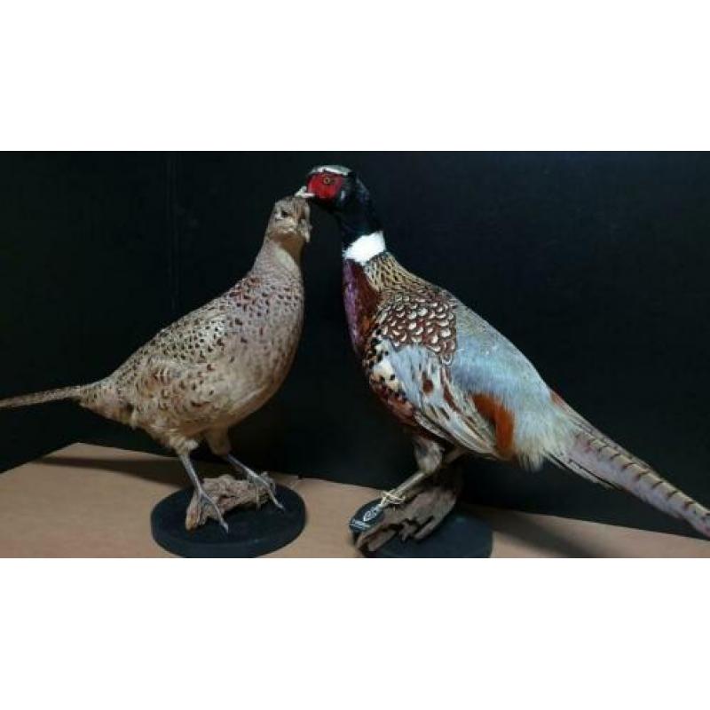Opgezette fazant.nieuw.diverse op voorraad.opgezet vogel.