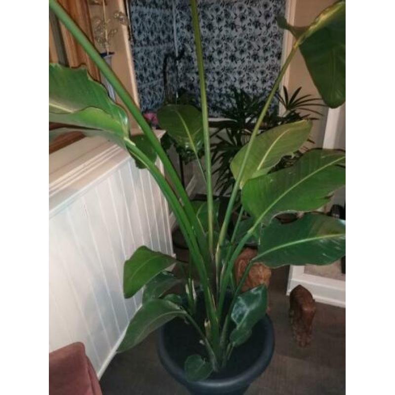 Strelitzia nicolai
