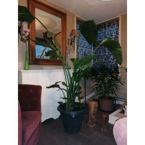 Strelitzia nicolai